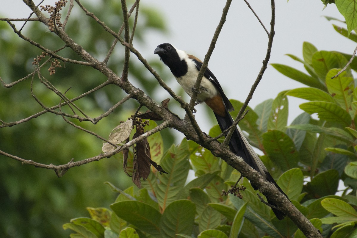 White-bellied Treepie - ML624637763