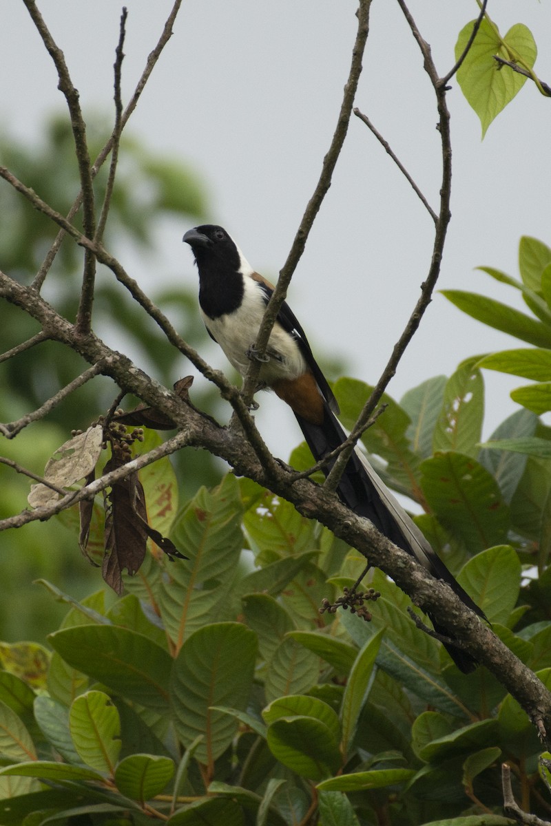 White-bellied Treepie - ML624637764