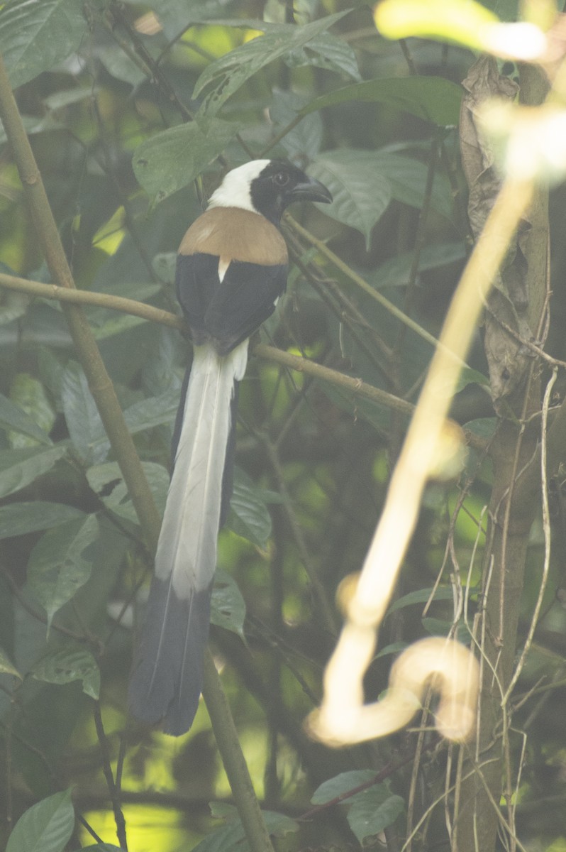 White-bellied Treepie - ML624637765