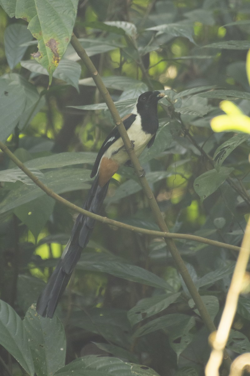 White-bellied Treepie - ML624637766