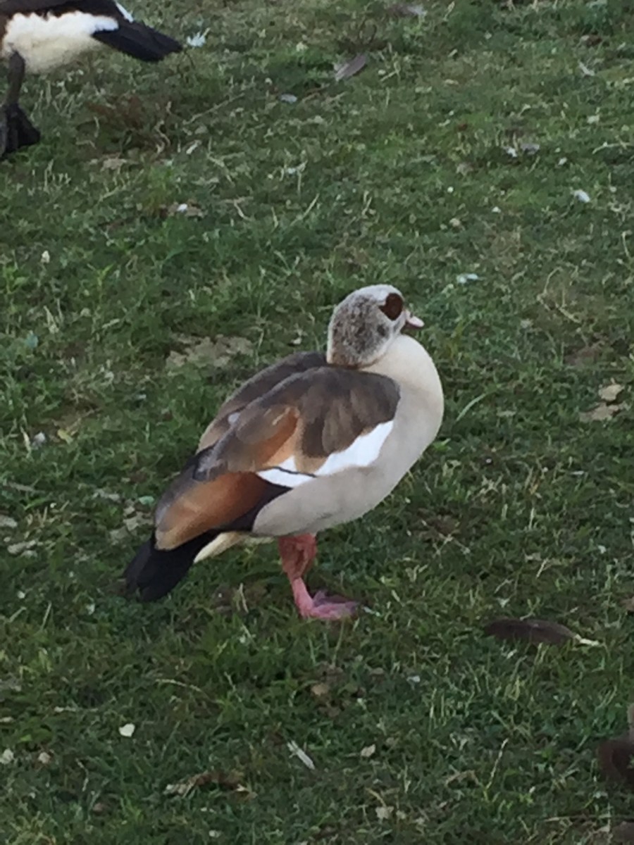 Egyptian Goose - ML62463791