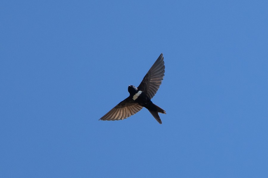 White-banded Swallow - Ferran López Sanz