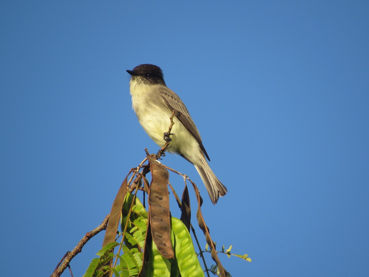 Eastern Phoebe - ML624638064