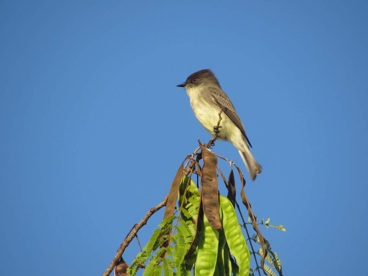 Eastern Phoebe - ML624638065