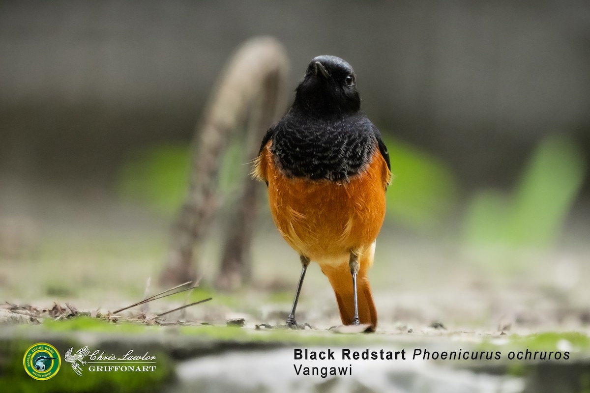 Black Redstart (Eastern) - ML624638241
