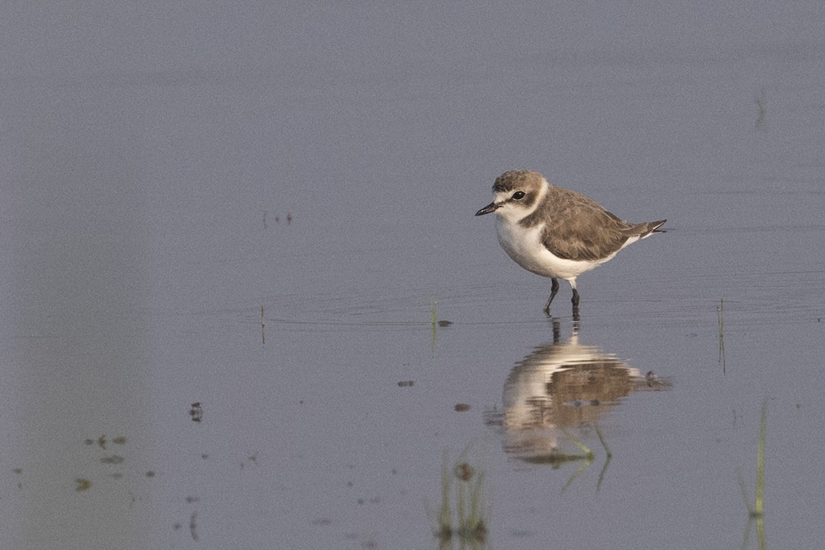 Kentish Plover - ML624638292