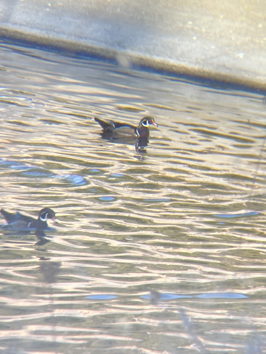 Wood Duck - ML624638296