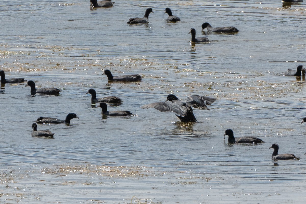 American Coot - Thomas Schultz