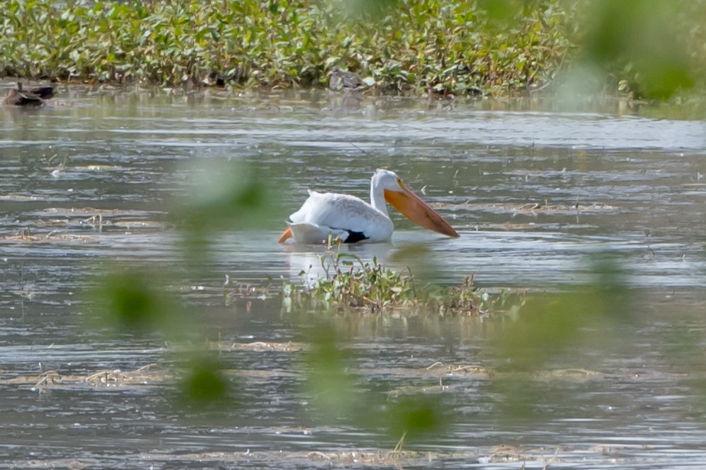 American White Pelican - ML624638321