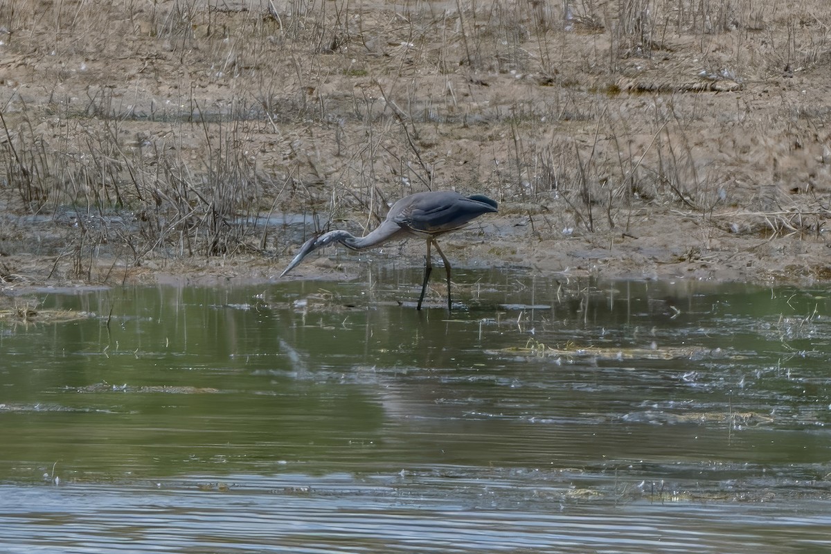 Great Blue Heron - ML624638325