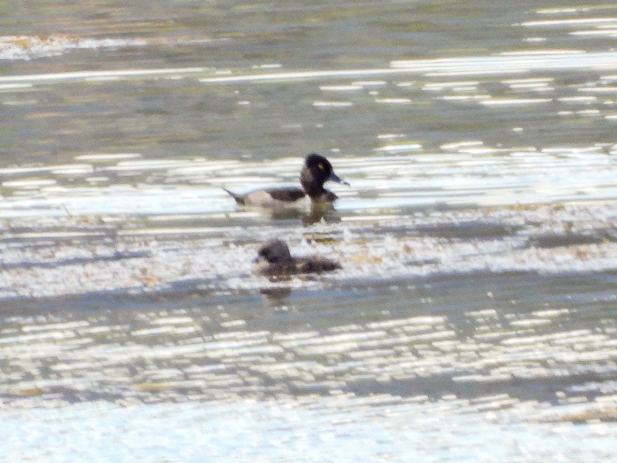 Ring-necked Duck - Thomas Schultz