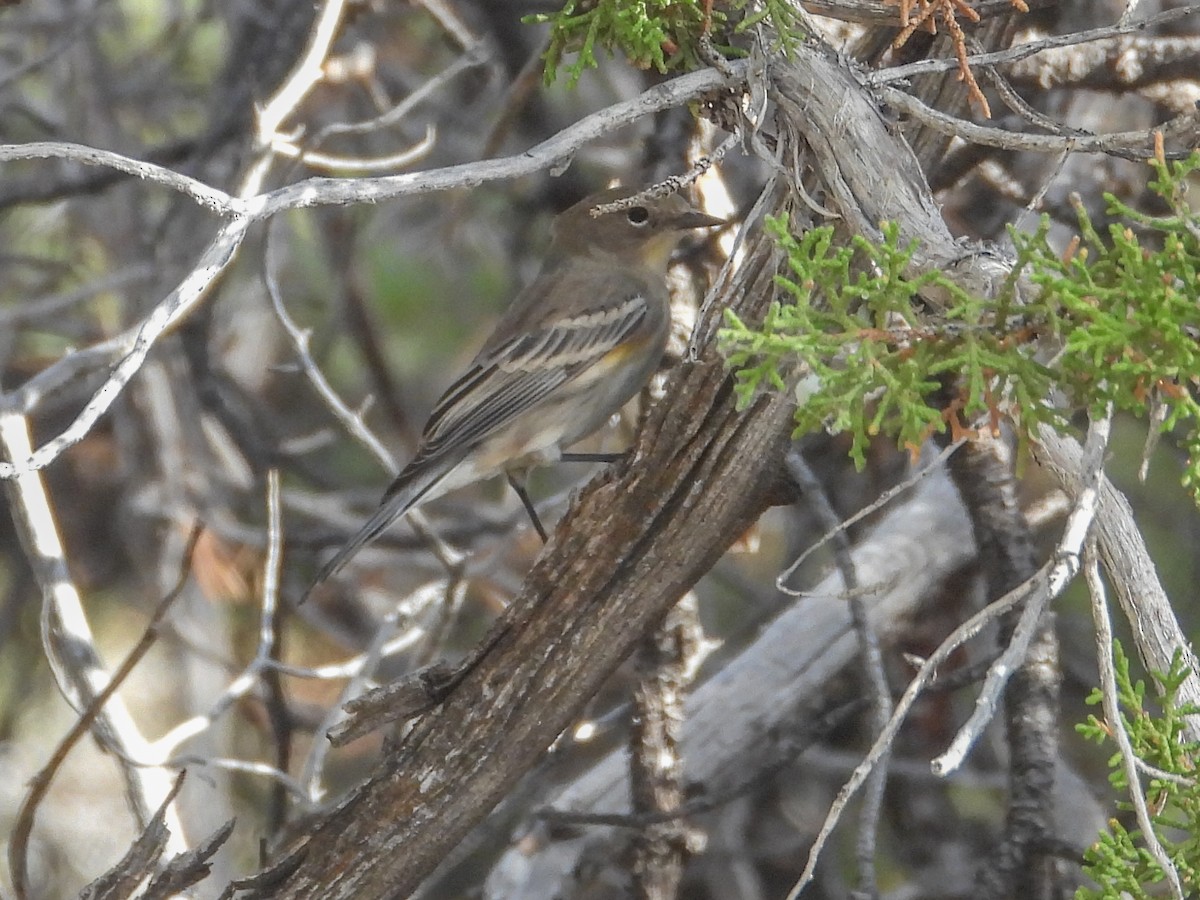 Yellow-rumped Warbler - ML624638394