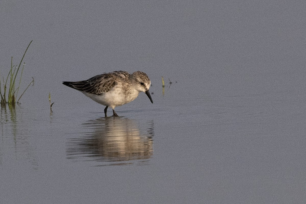 Little Stint - ML624638552