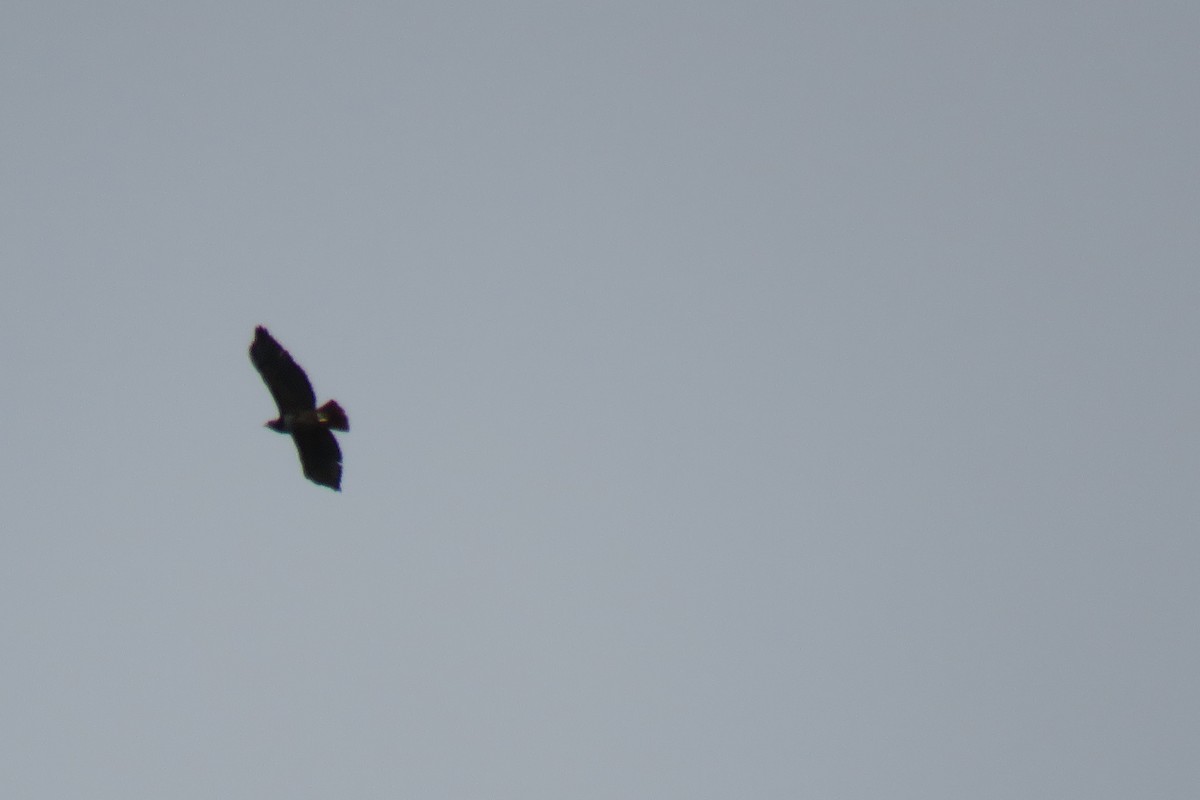 Red-tailed Hawk - ML624638733