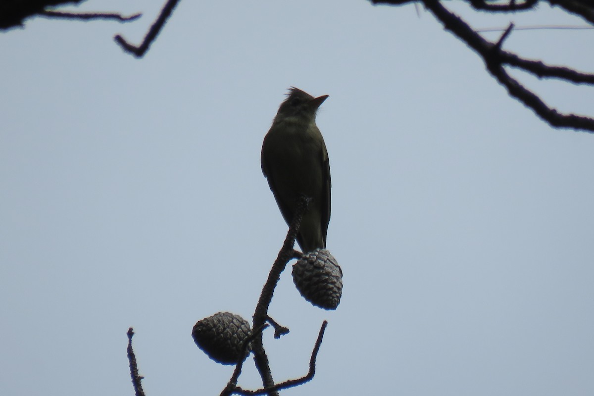 Greater Pewee - ML624638741