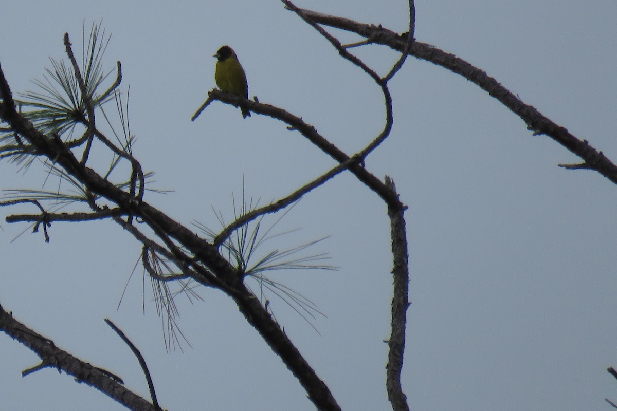 Black-headed Siskin - ML624638745