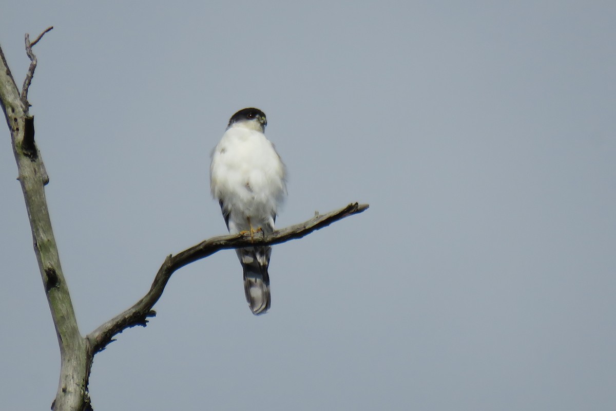 Sharp-shinned Hawk (White-breasted) - ML624638845