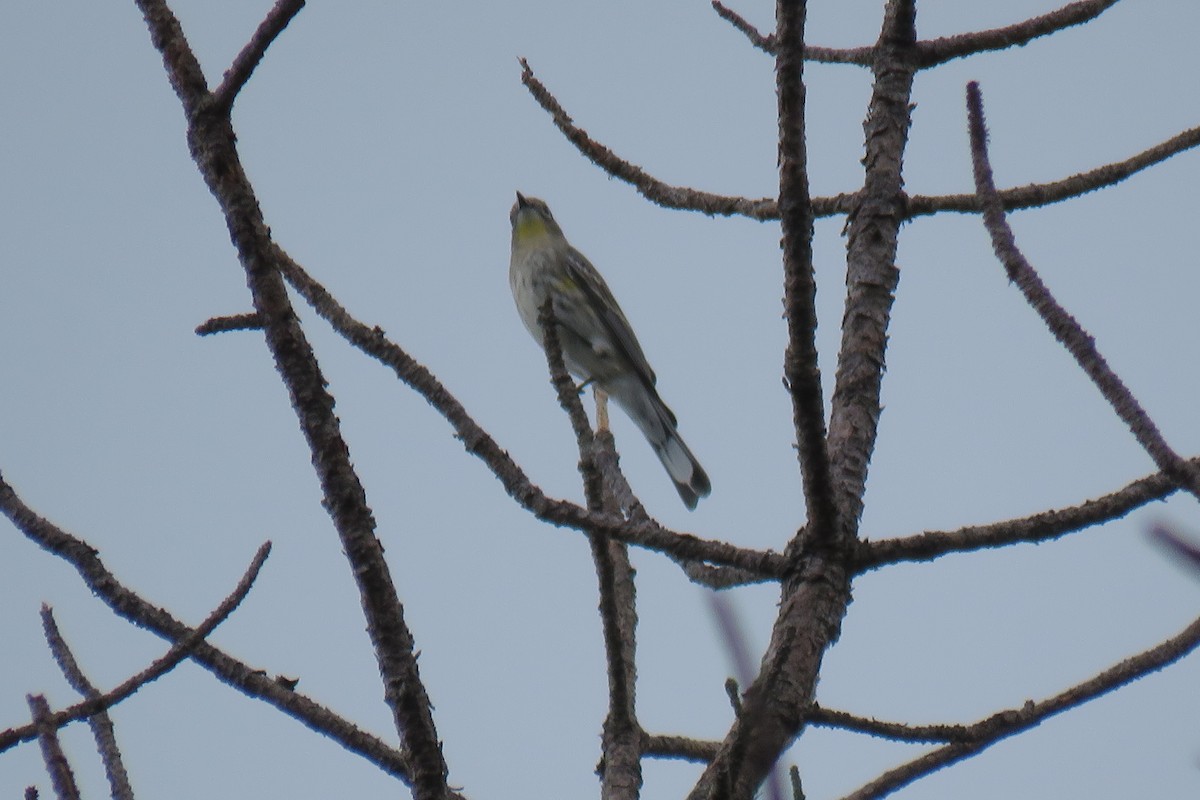 Yellow-rumped Warbler (Audubon's) - ML624638859