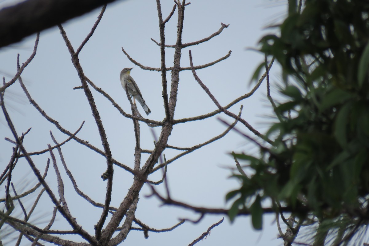 Yellow-rumped Warbler (Audubon's) - ML624638860