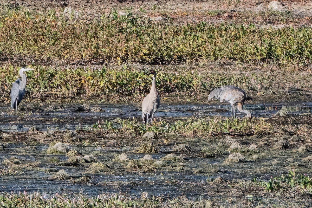 Sandhill Crane - ML624638869