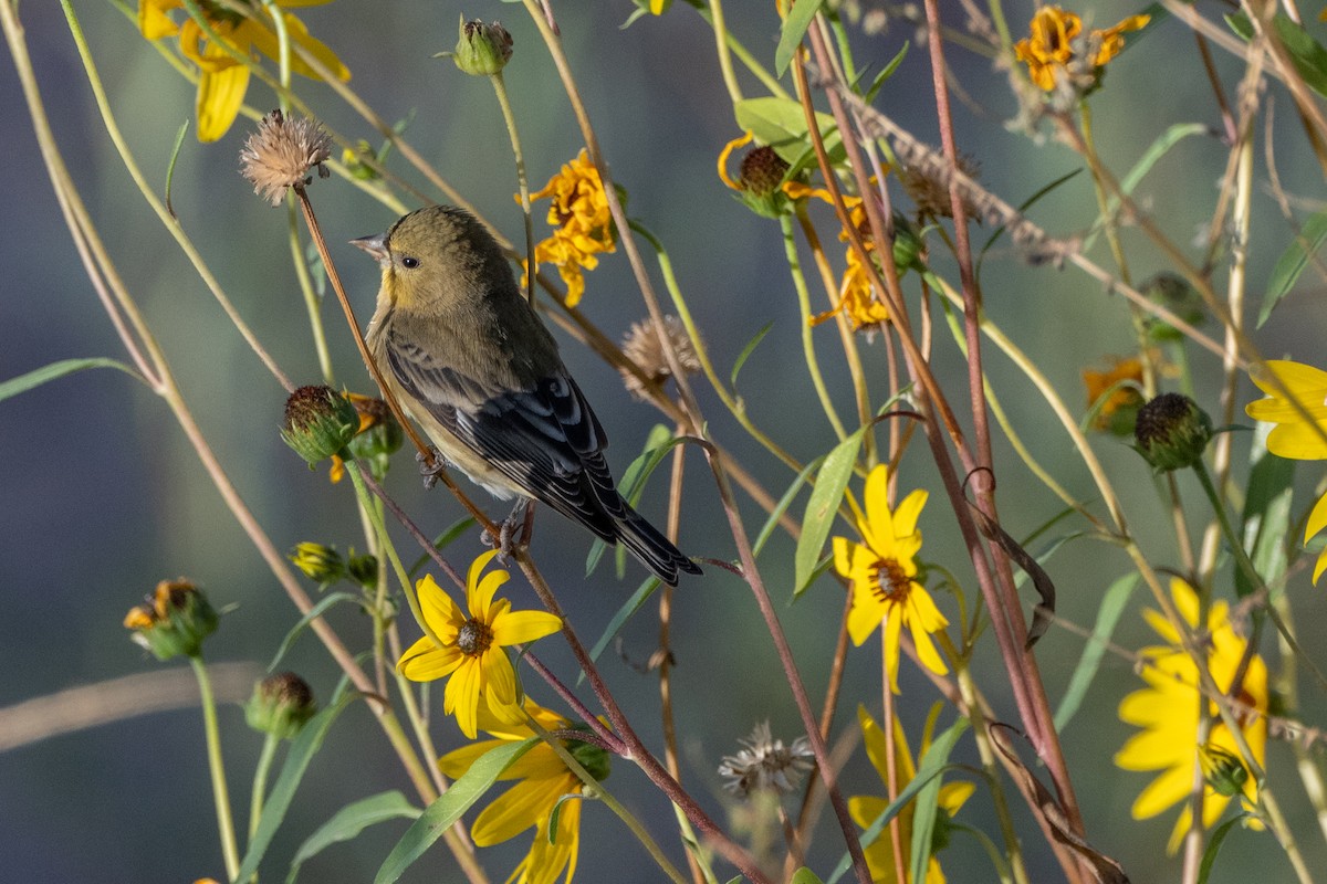 Lesser Goldfinch - ML624638886