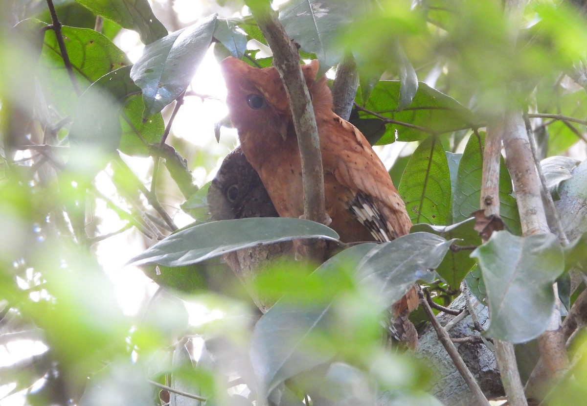 Sokoke Scops-Owl - ML624639024