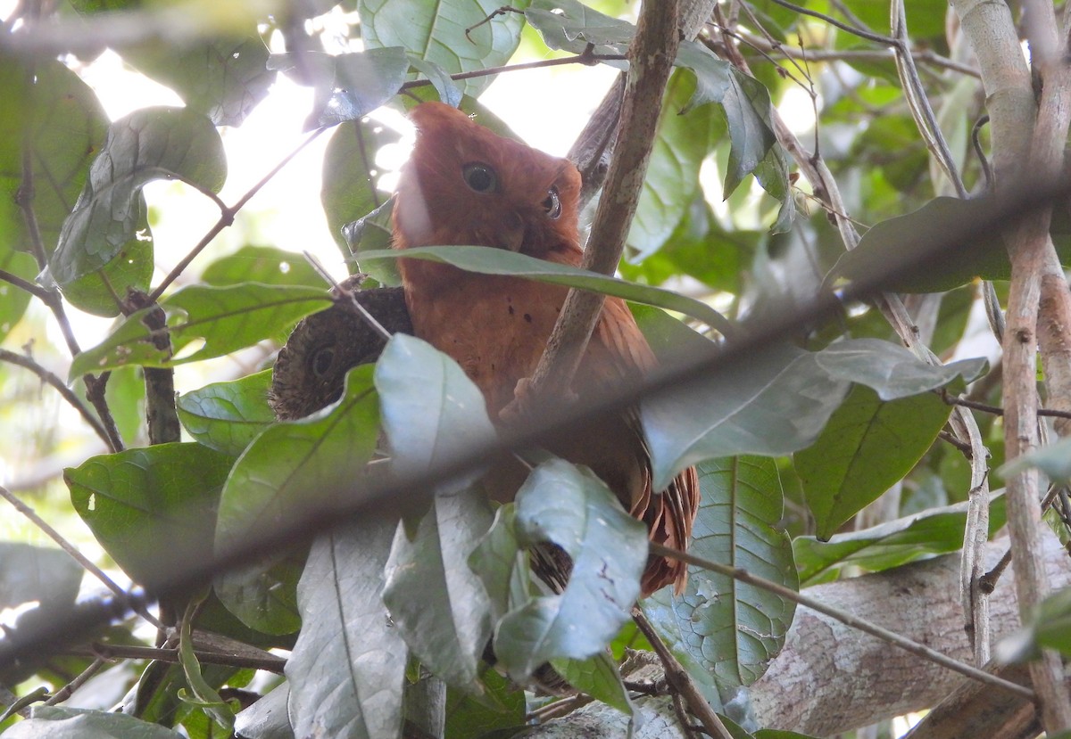 Sokoke Scops-Owl - ML624639025