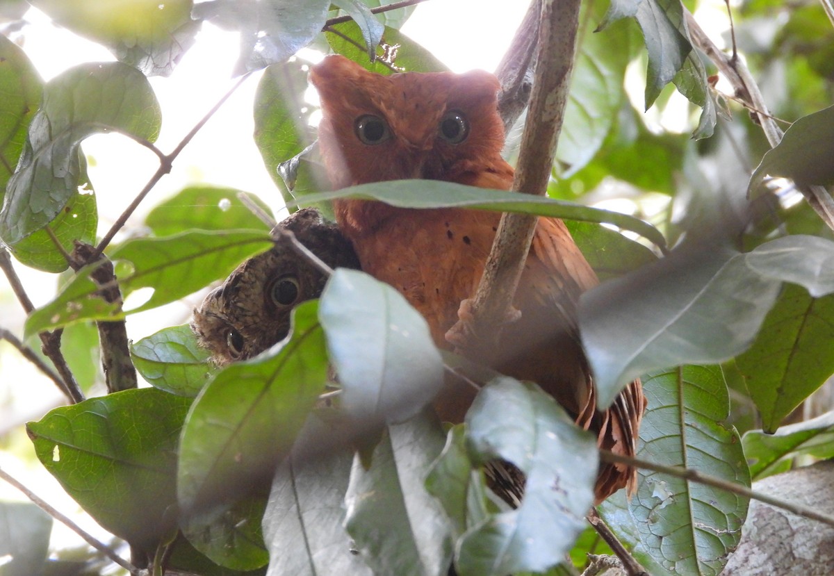 Sokoke Scops-Owl - ML624639026