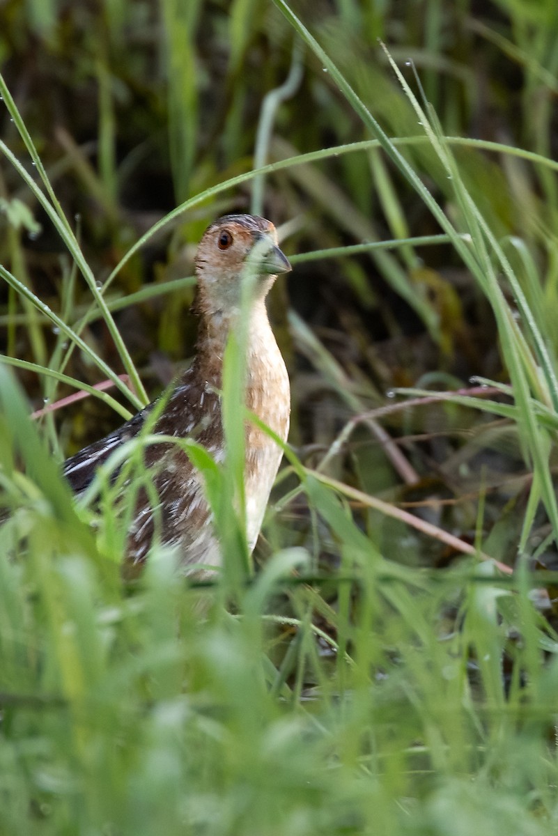 Striped Crake - ML624639109