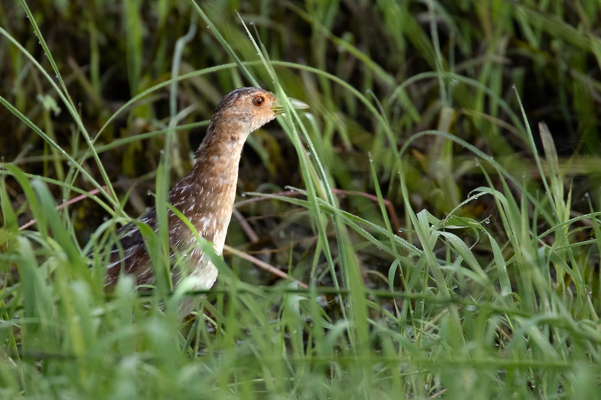 Striped Crake - ML624639110