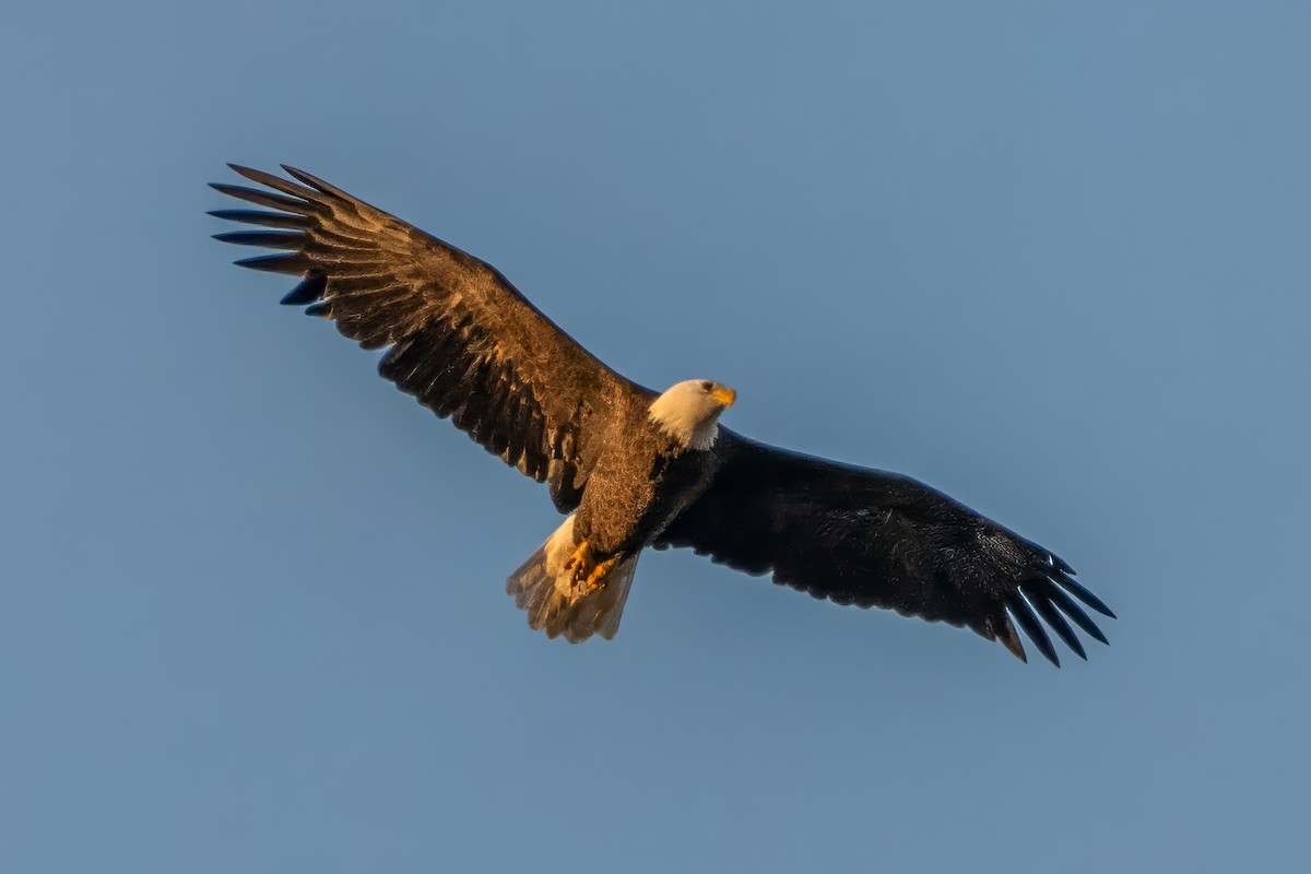 Bald Eagle - ML624639234