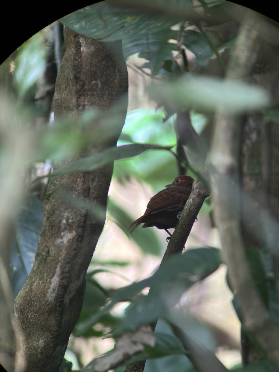 White-throated Antbird - ML624639313