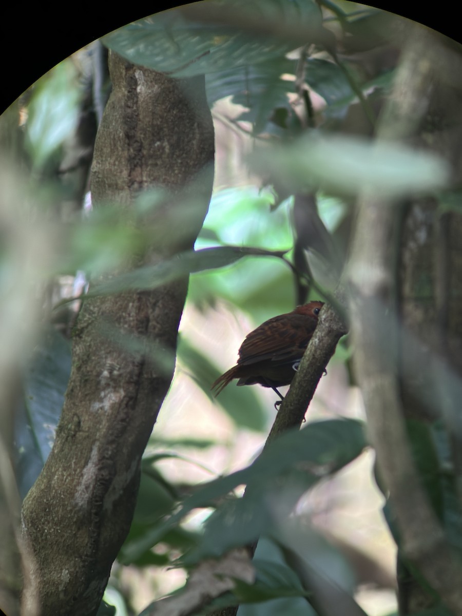 White-throated Antbird - ML624639315