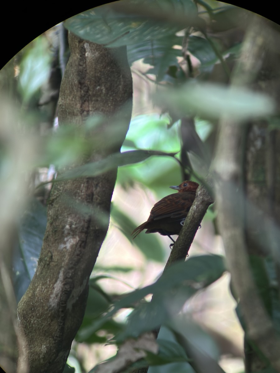 White-throated Antbird - ML624639316