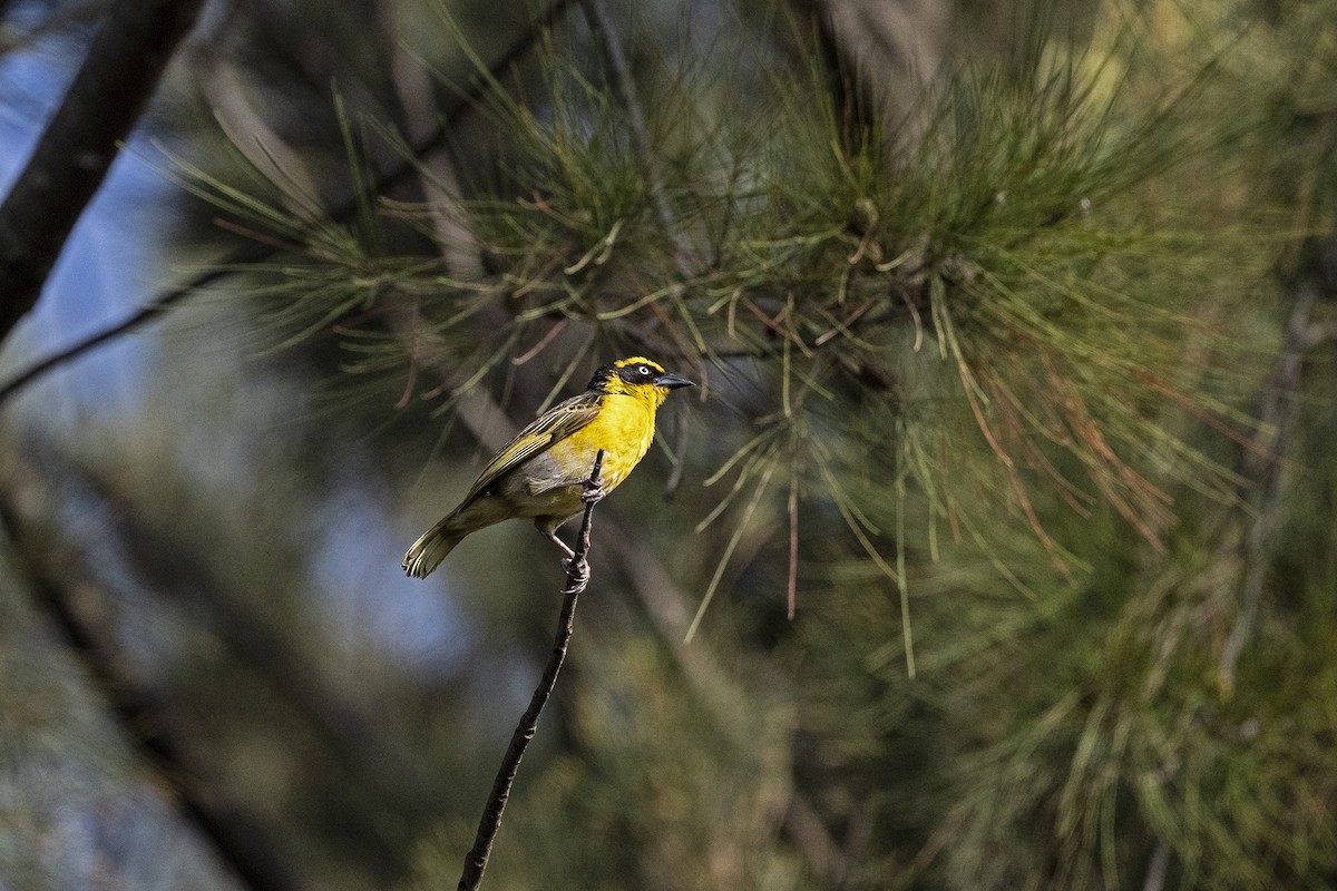 Baglafecht Weaver (Baglafecht) - ML624639489