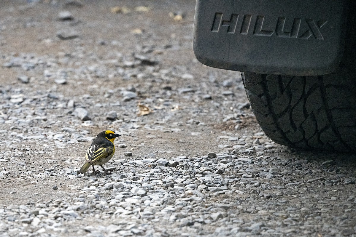 Baglafecht Weaver (Baglafecht) - ML624639490