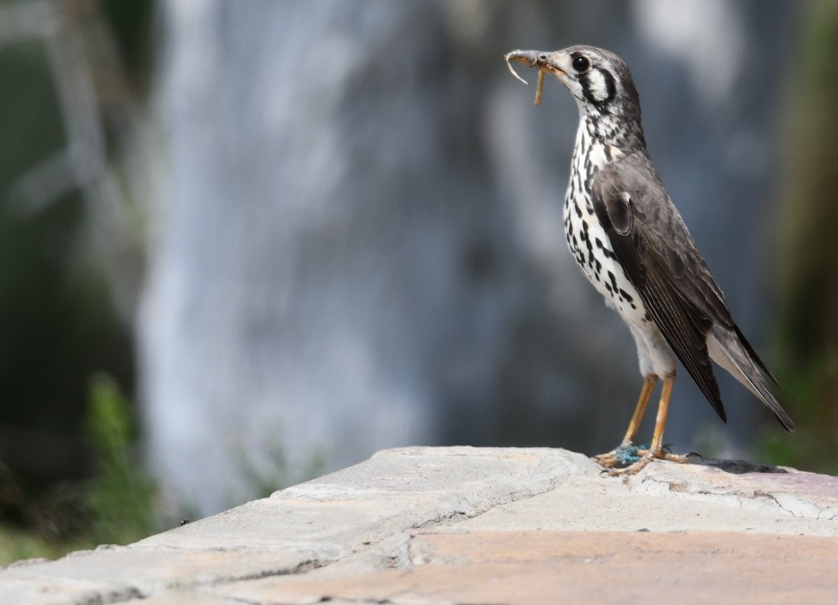 Groundscraper Thrush - ML624639797