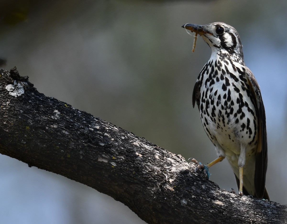 Groundscraper Thrush - ML624639840