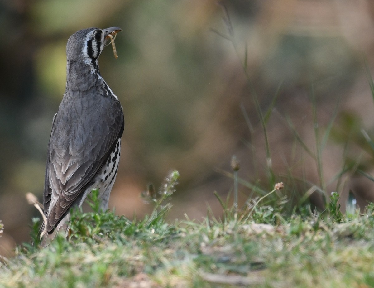 Groundscraper Thrush - ML624639888