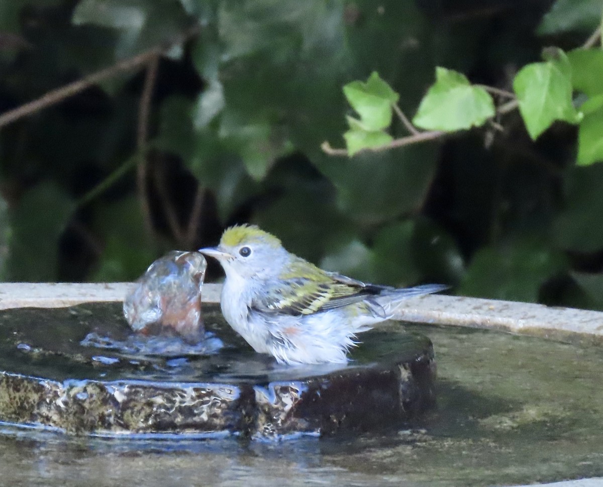 Chestnut-sided Warbler - ML624639930