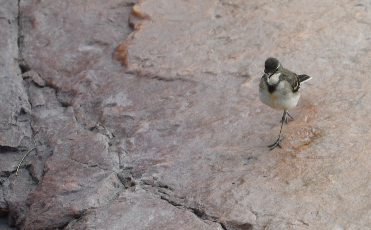 Mountain Wagtail - ML624639968