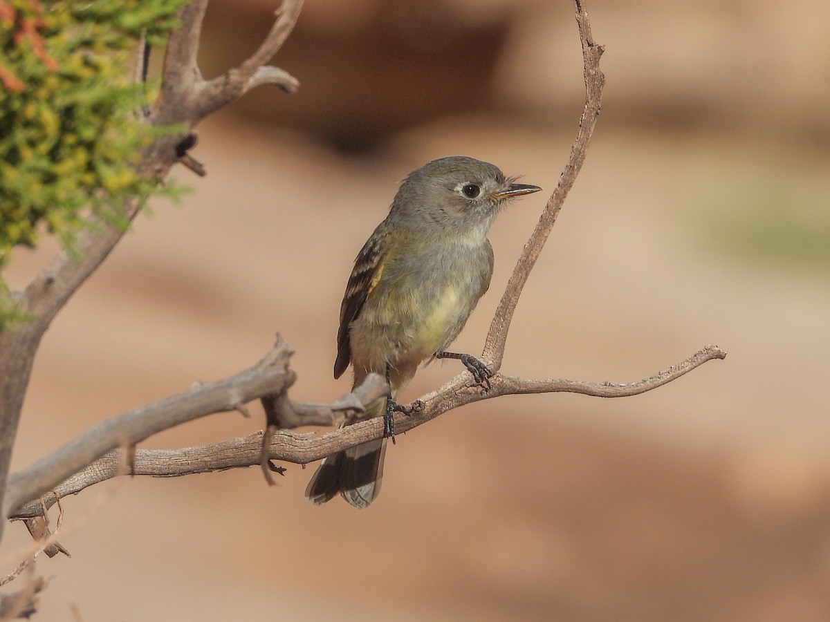 Dusky Flycatcher - ML624639969