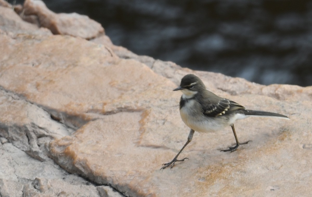 Mountain Wagtail - ML624640015