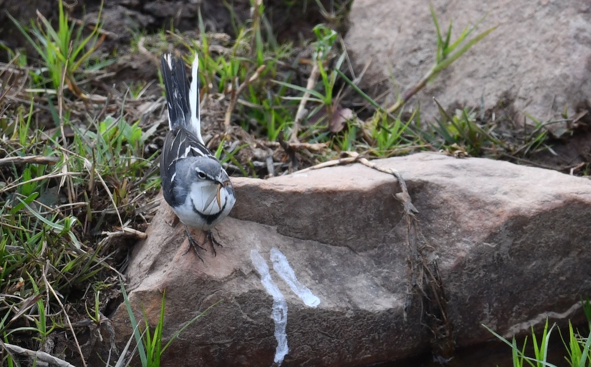 Mountain Wagtail - ML624640057