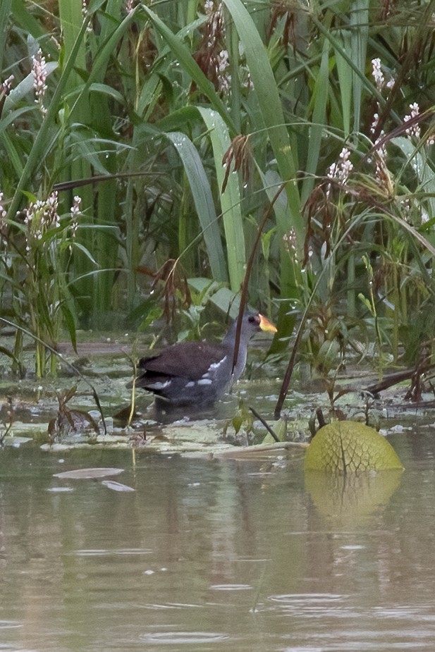 Lesser Moorhen - ML624640085