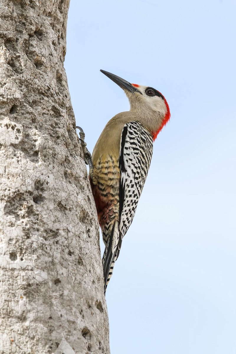 West Indian Woodpecker - ML624640089