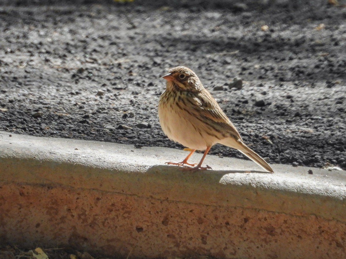 Vesper Sparrow - ML624640099