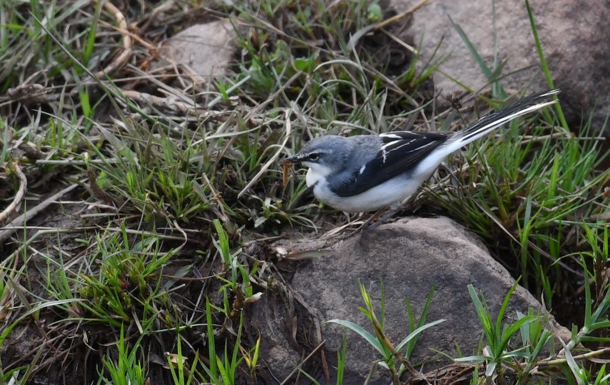 Mountain Wagtail - ML624640155