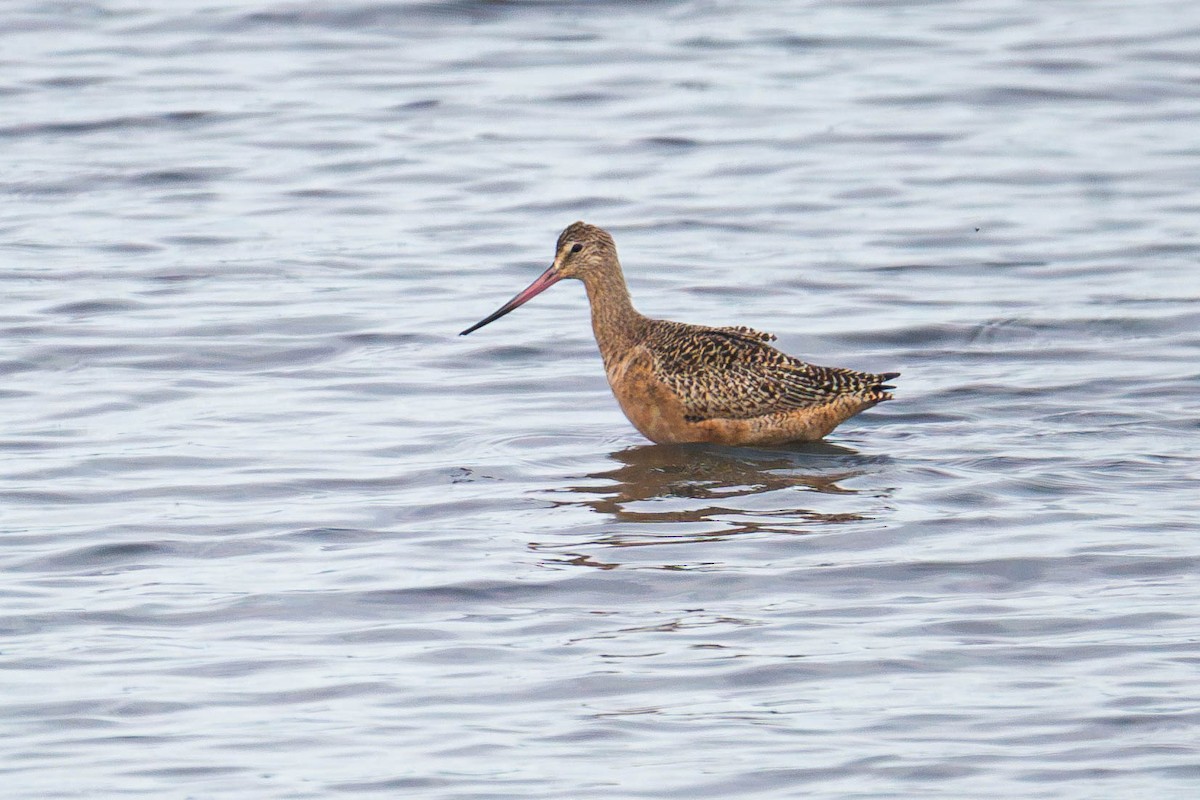 Marbled Godwit - ML624640198