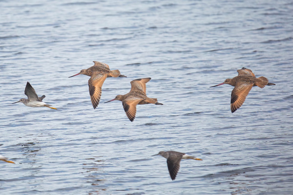 Marbled Godwit - ML624640199